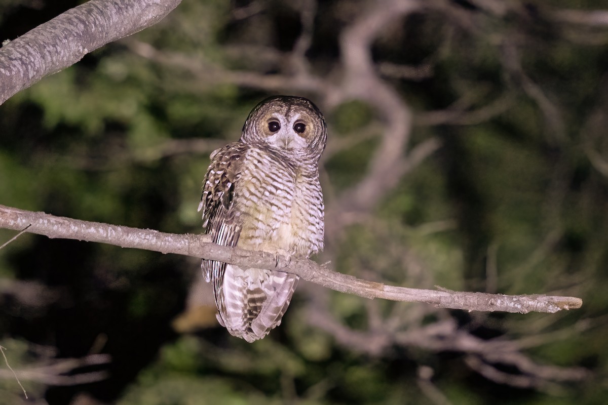 Rufous-legged Owl - ML638740921