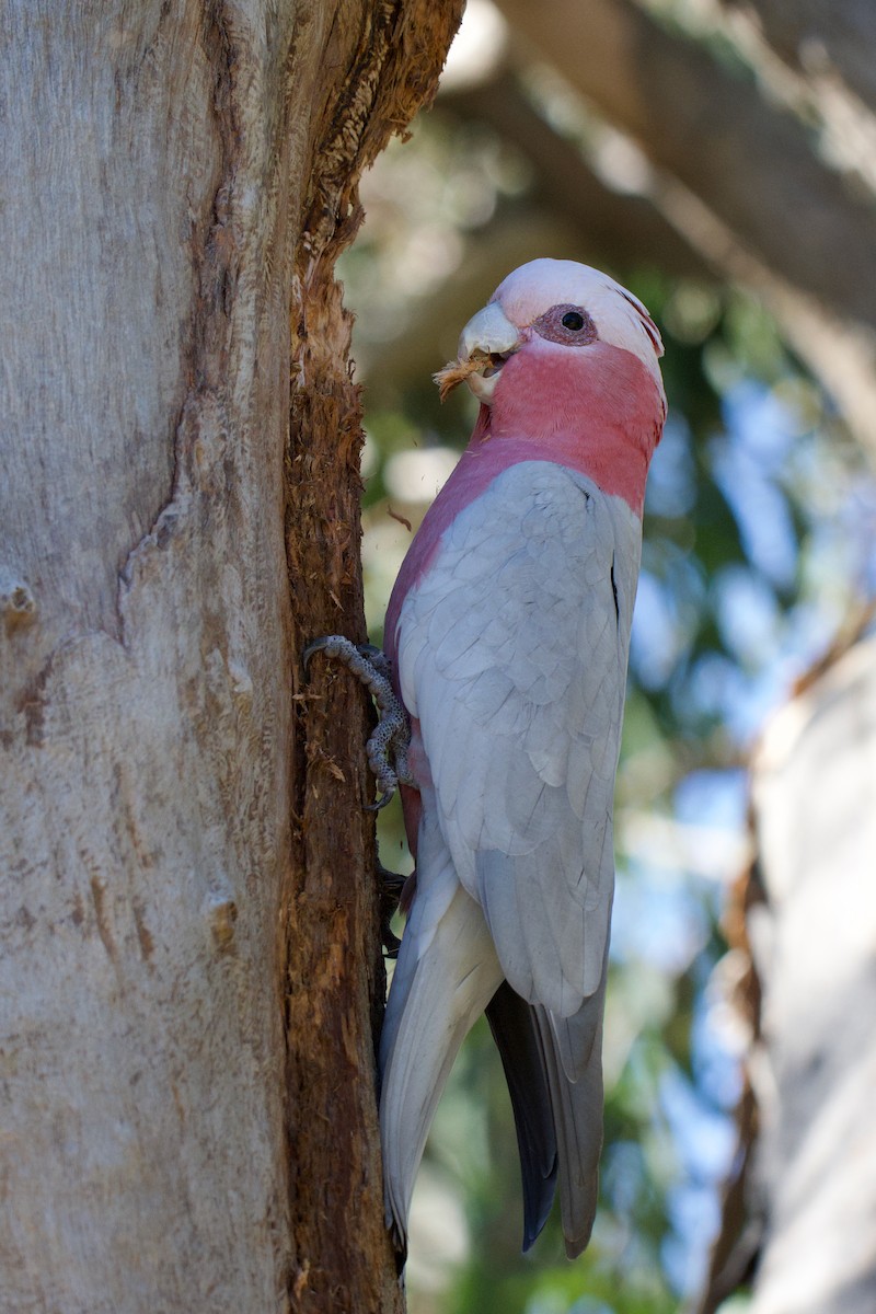 Galah - ML638740923