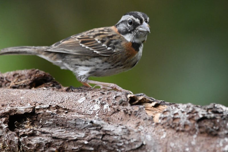 Rufous-collared Sparrow - ML638740925