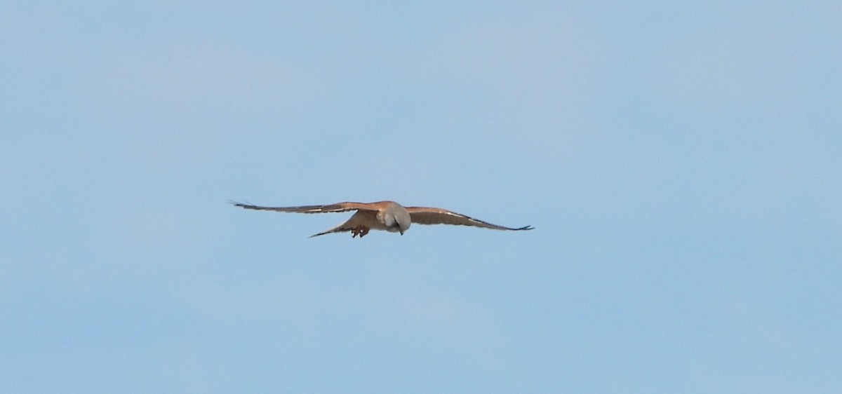 Nankeen Kestrel - ML638740926