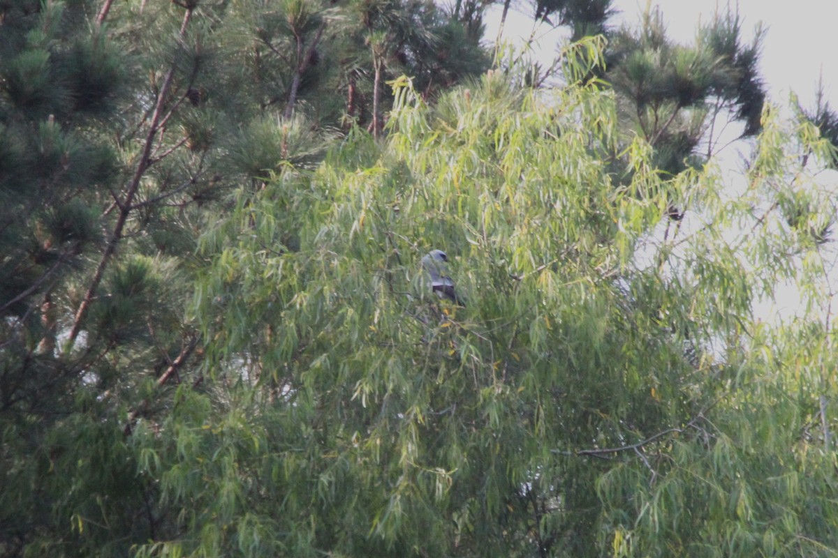 Mississippi Kite - ML638740927