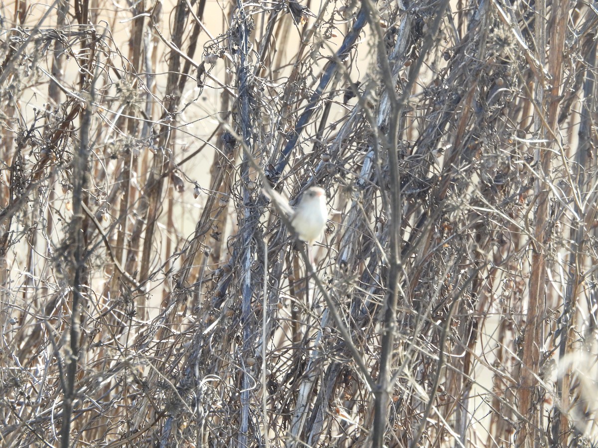 White-winged Fairywren - ML638740929