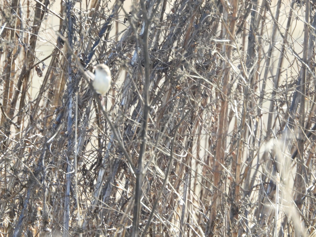 White-winged Fairywren - ML638740930