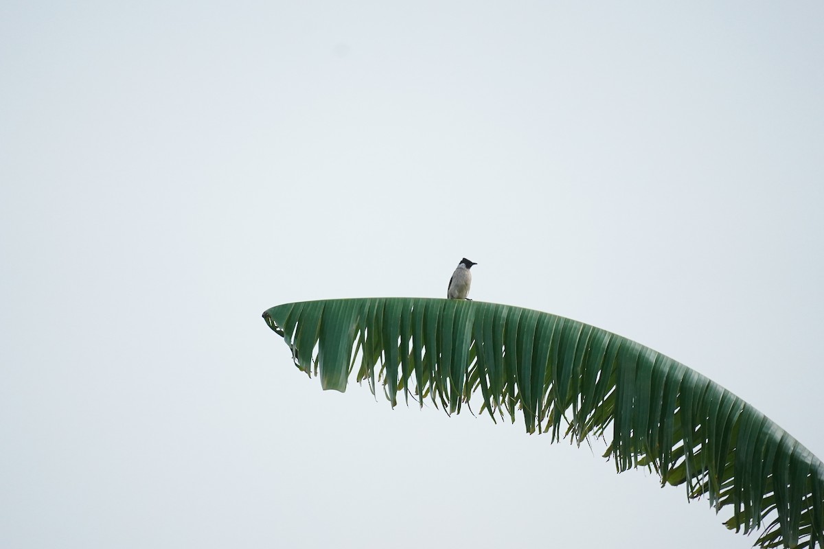 Sooty-headed Bulbul - ML638740931
