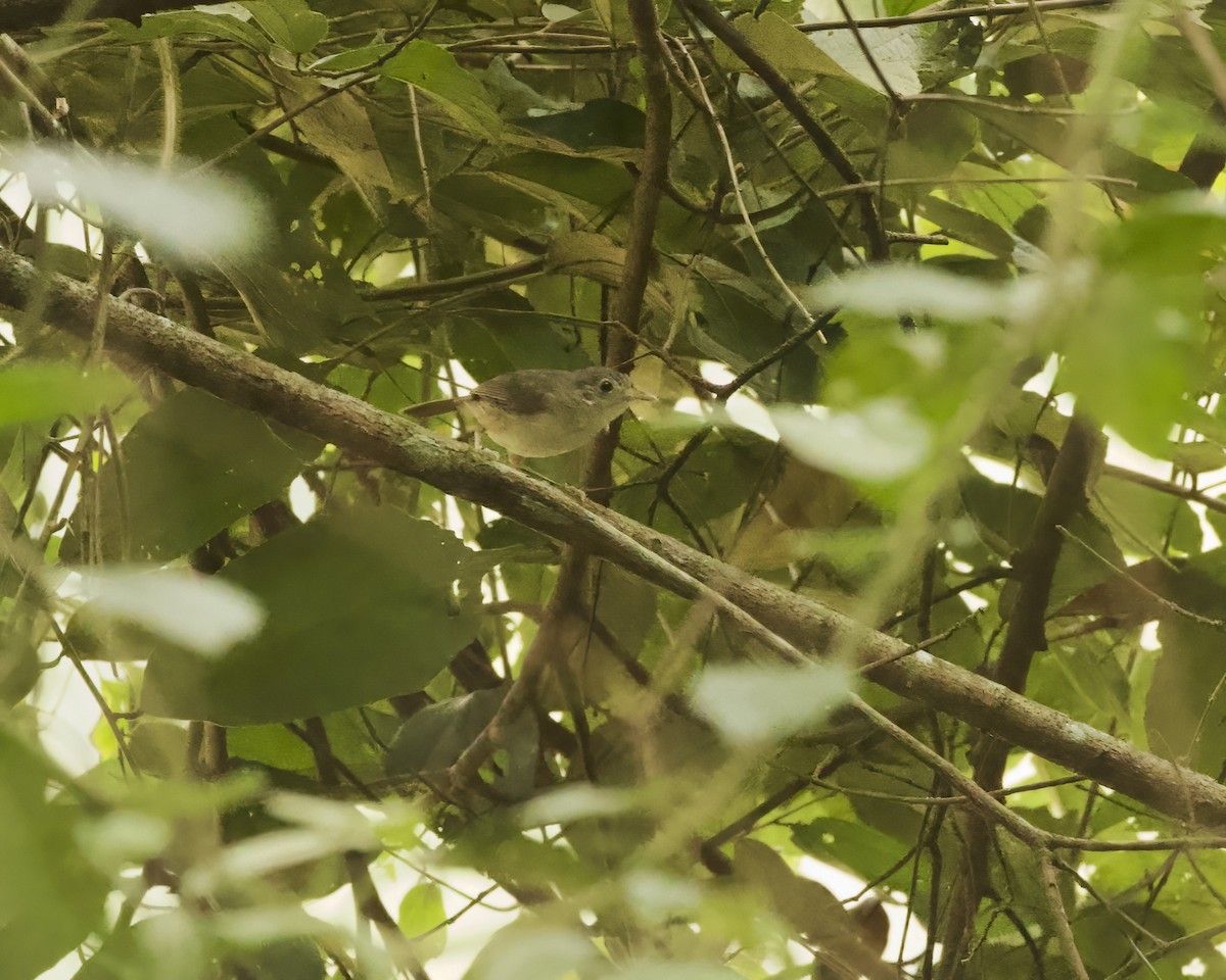 Sumatran Babbler - ML638740933