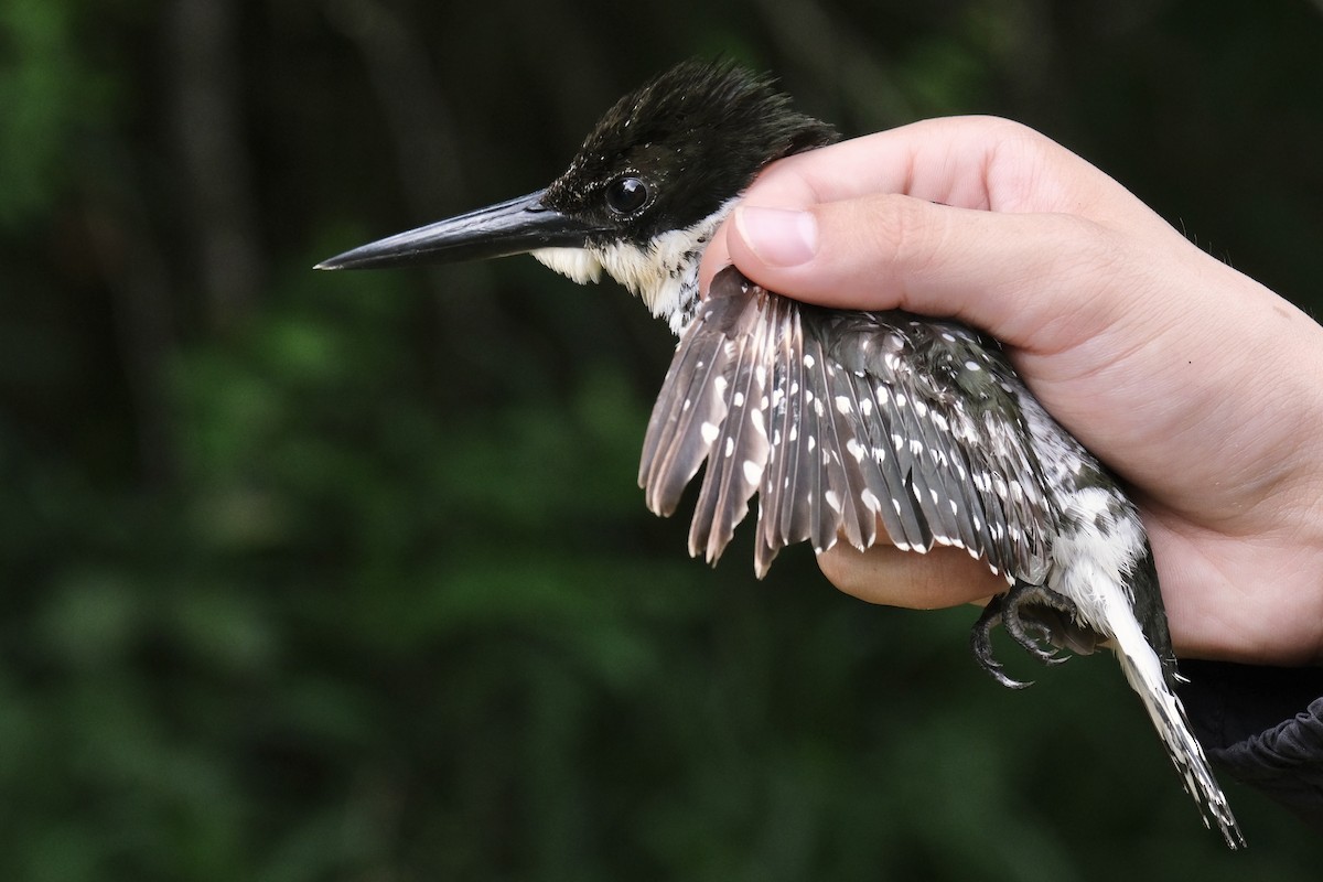 Green Kingfisher - ML638740934