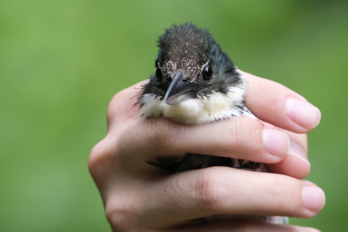 Green Kingfisher - ML638740936
