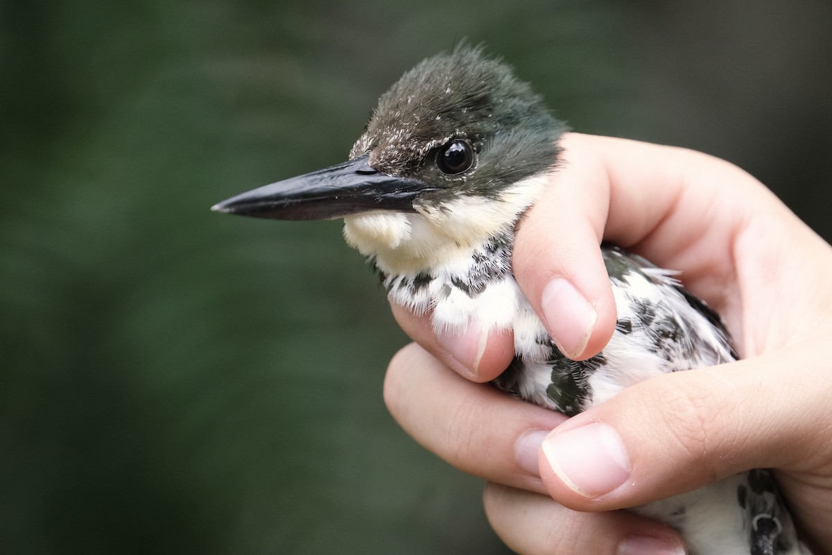 Green Kingfisher - ML638740937