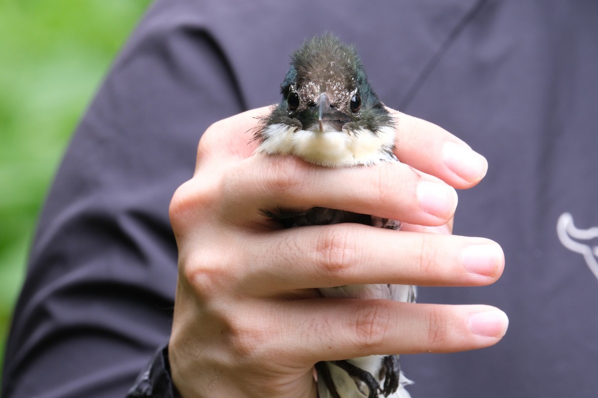 Green Kingfisher - ML638740941