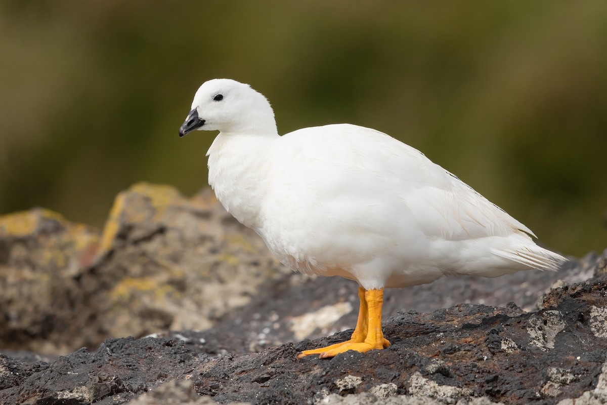 Kelp Goose - ML638740942