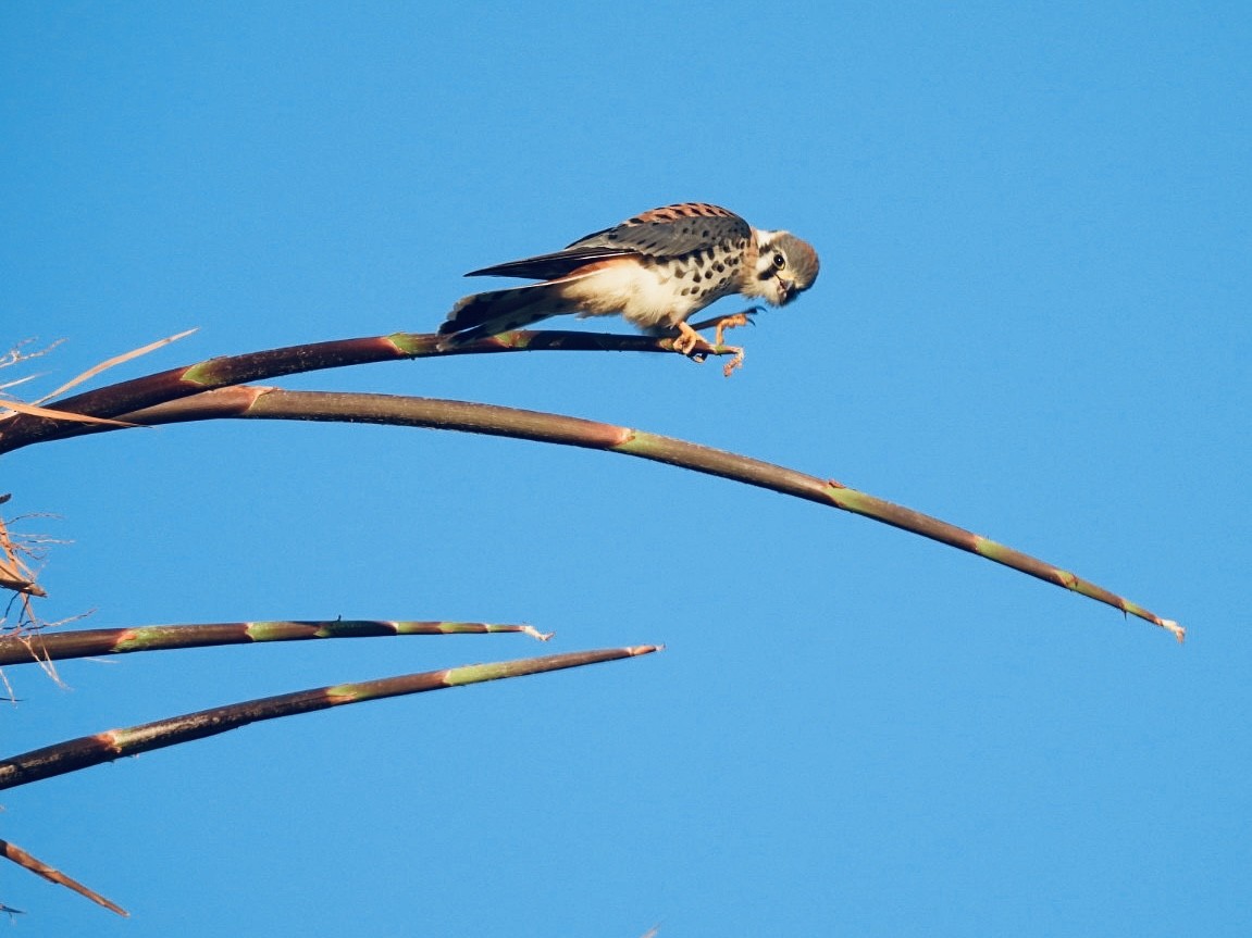 American Kestrel - ML638740944
