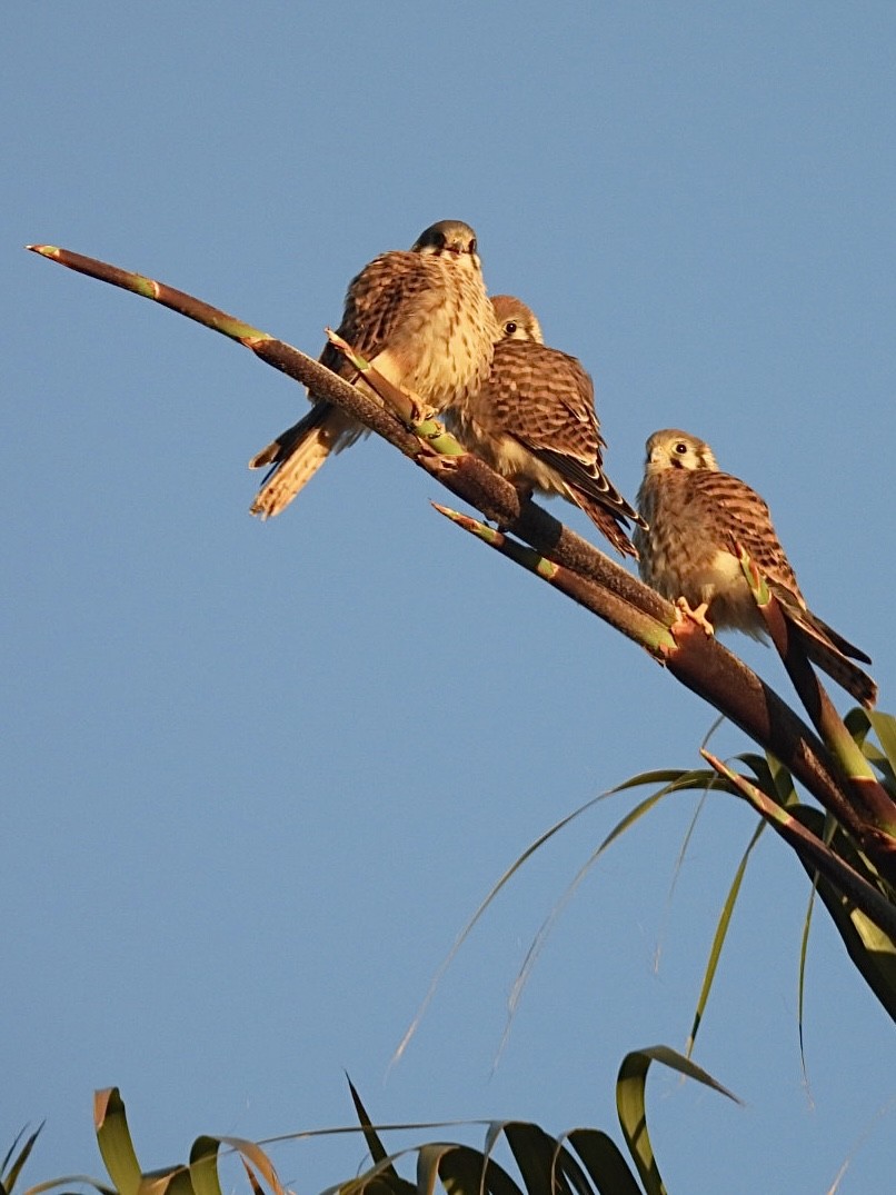 American Kestrel - ML638740947