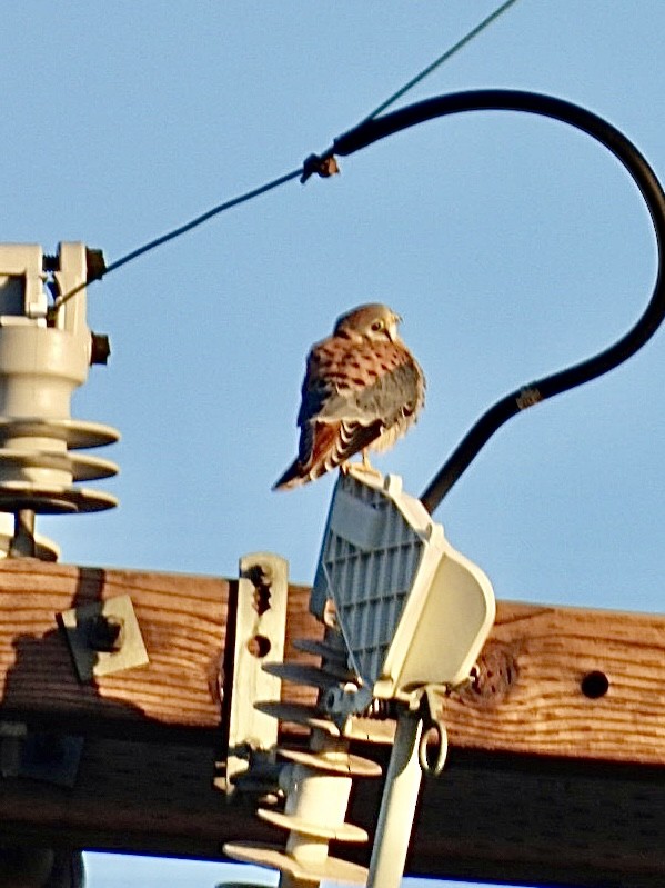 American Kestrel - ML638740948