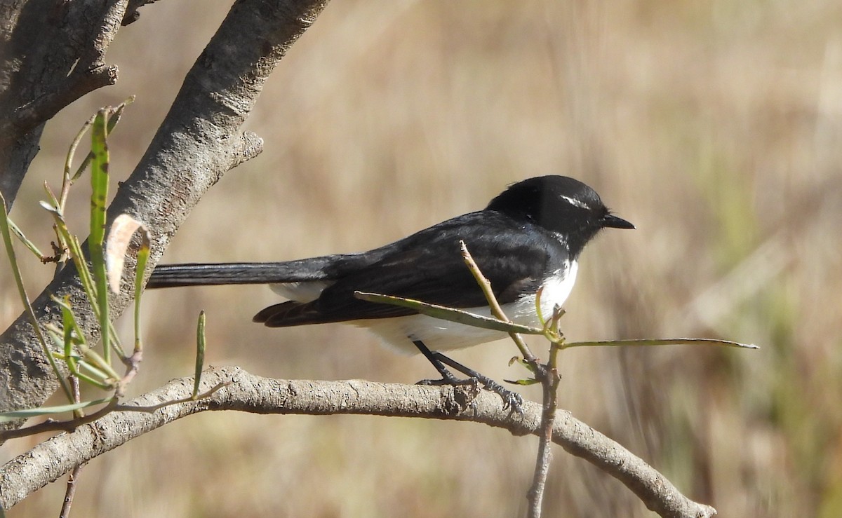 Willie-wagtail - ML638740950