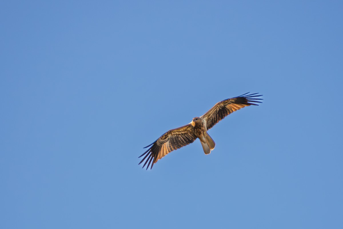 Whistling Kite - ML638740953