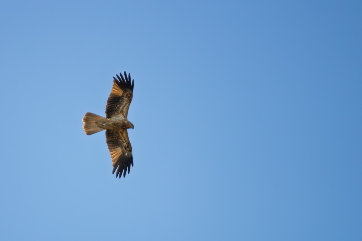 Whistling Kite - ML638740954