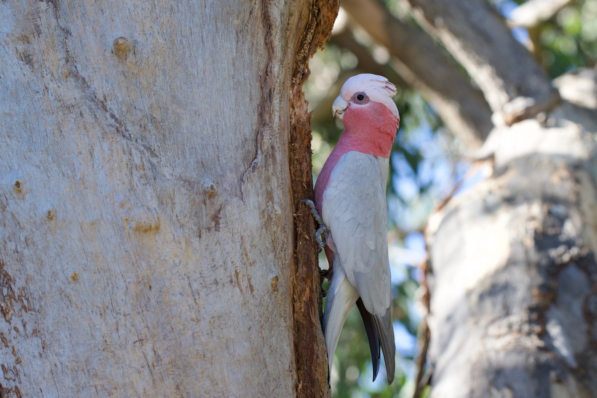 Galah - ML638740959
