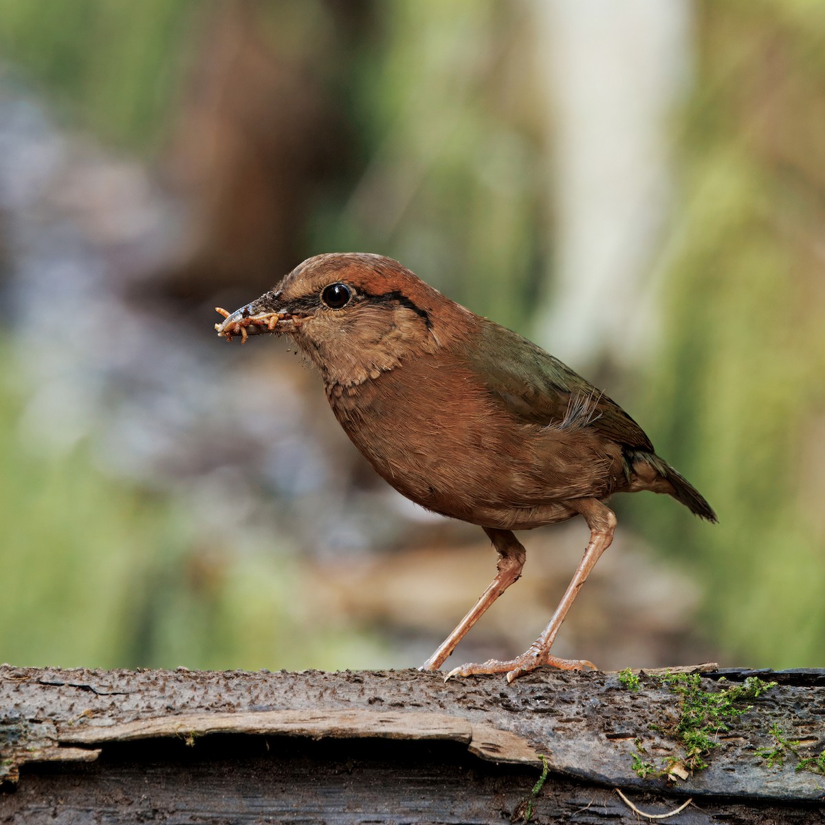 Rusty-naped Pitta - ML638740965