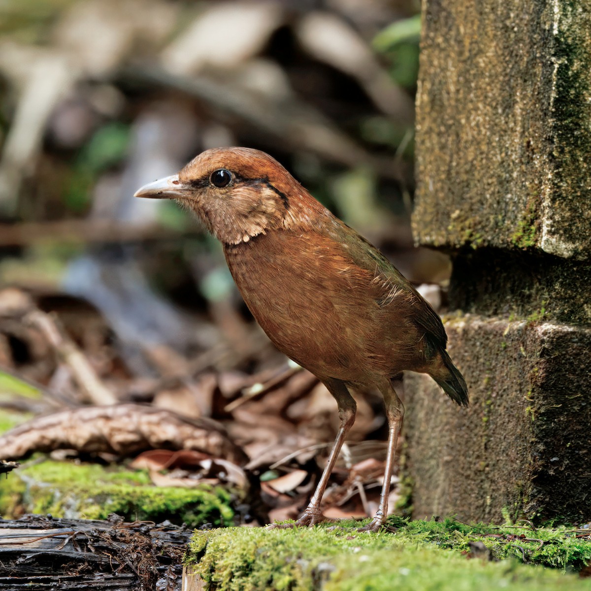 Rusty-naped Pitta - ML638740966