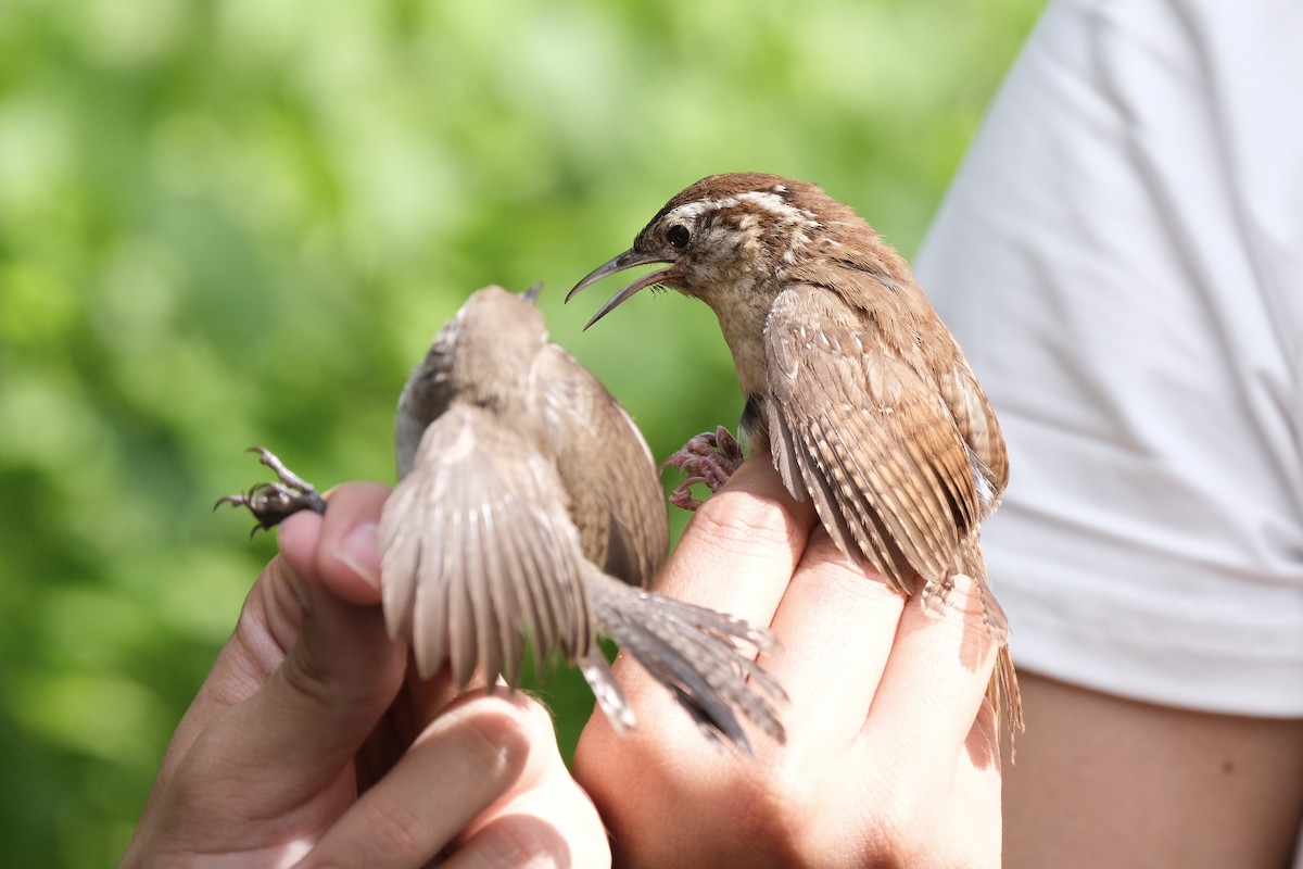 Carolina Wren - ML638740985