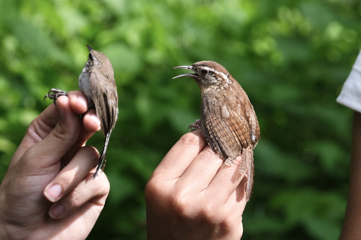 Carolina Wren - ML638740992