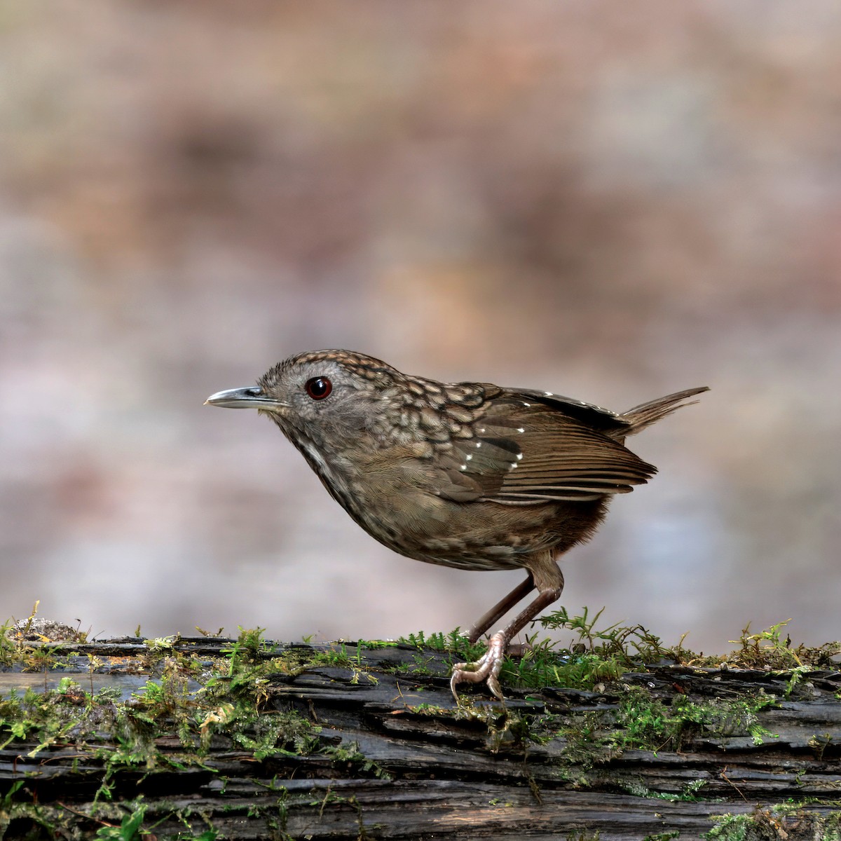 Streaked Wren-Babbler - ML638740997