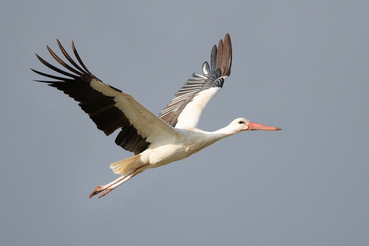 Cigogne blanche - ML638741001