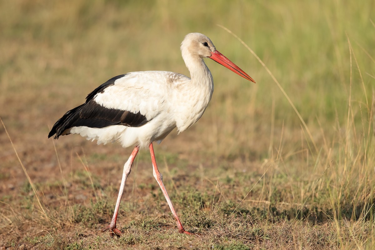 Cigogne blanche - ML638741003