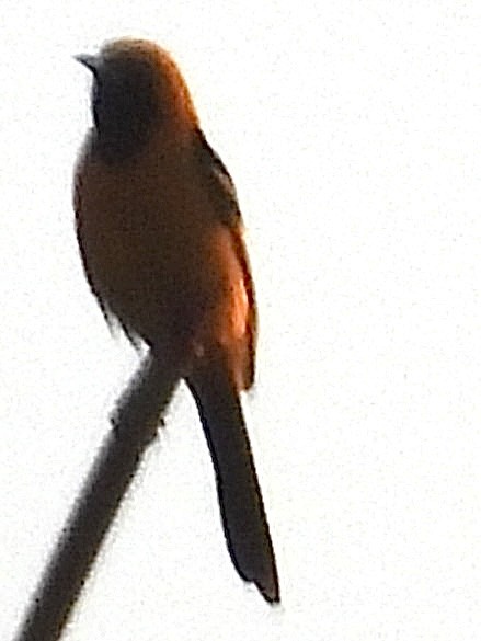 Oriole masqué - ML638741010