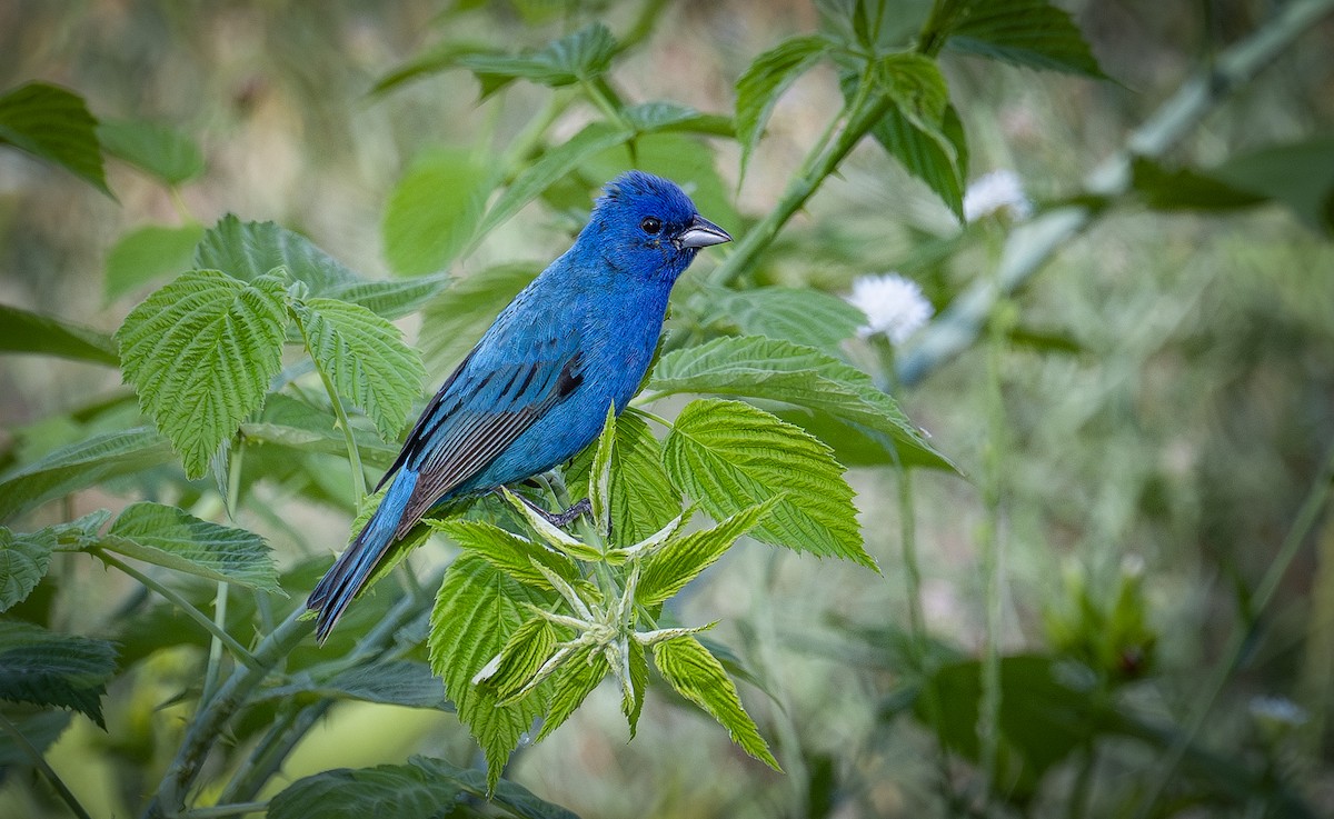 Passerin indigo - ML638741013