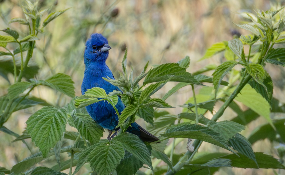 Passerin indigo - ML638741015