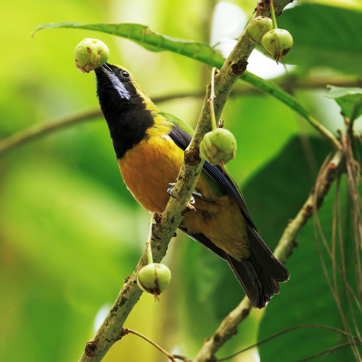 Verdin de Hardwicke - ML638741026