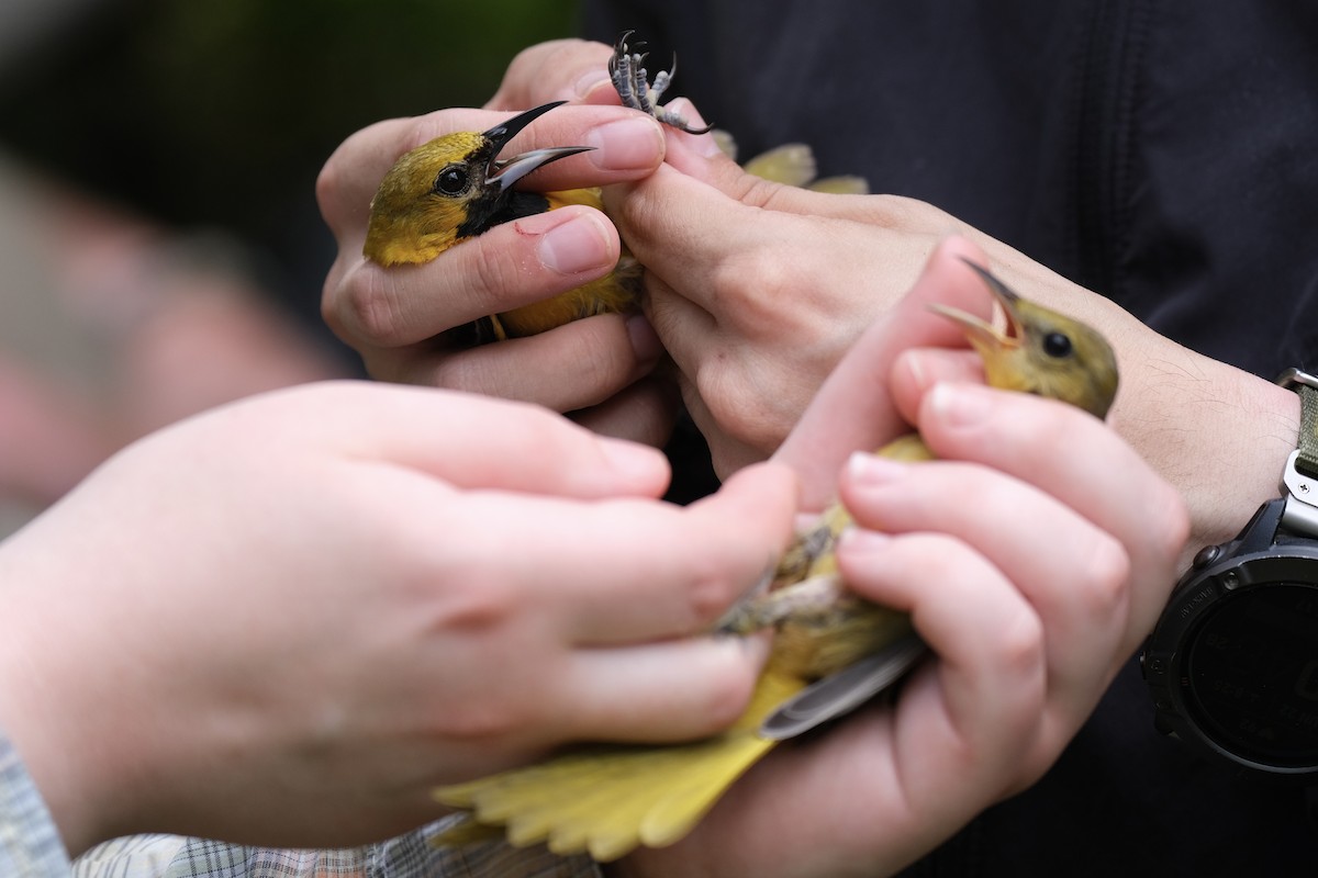 Hooded Oriole - ML638741049