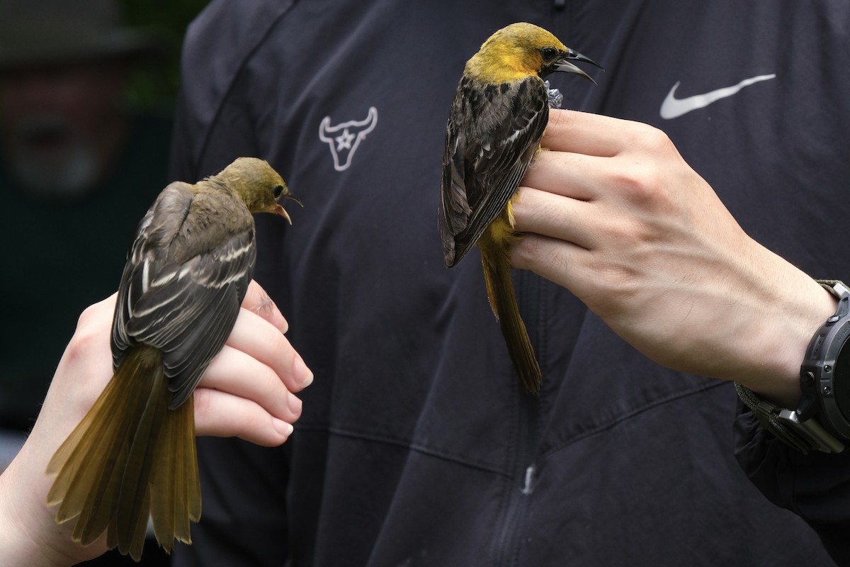 Hooded Oriole - ML638741051