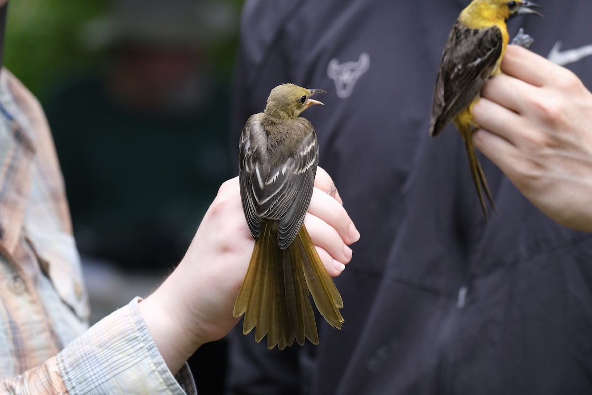 Hooded Oriole - ML638741052