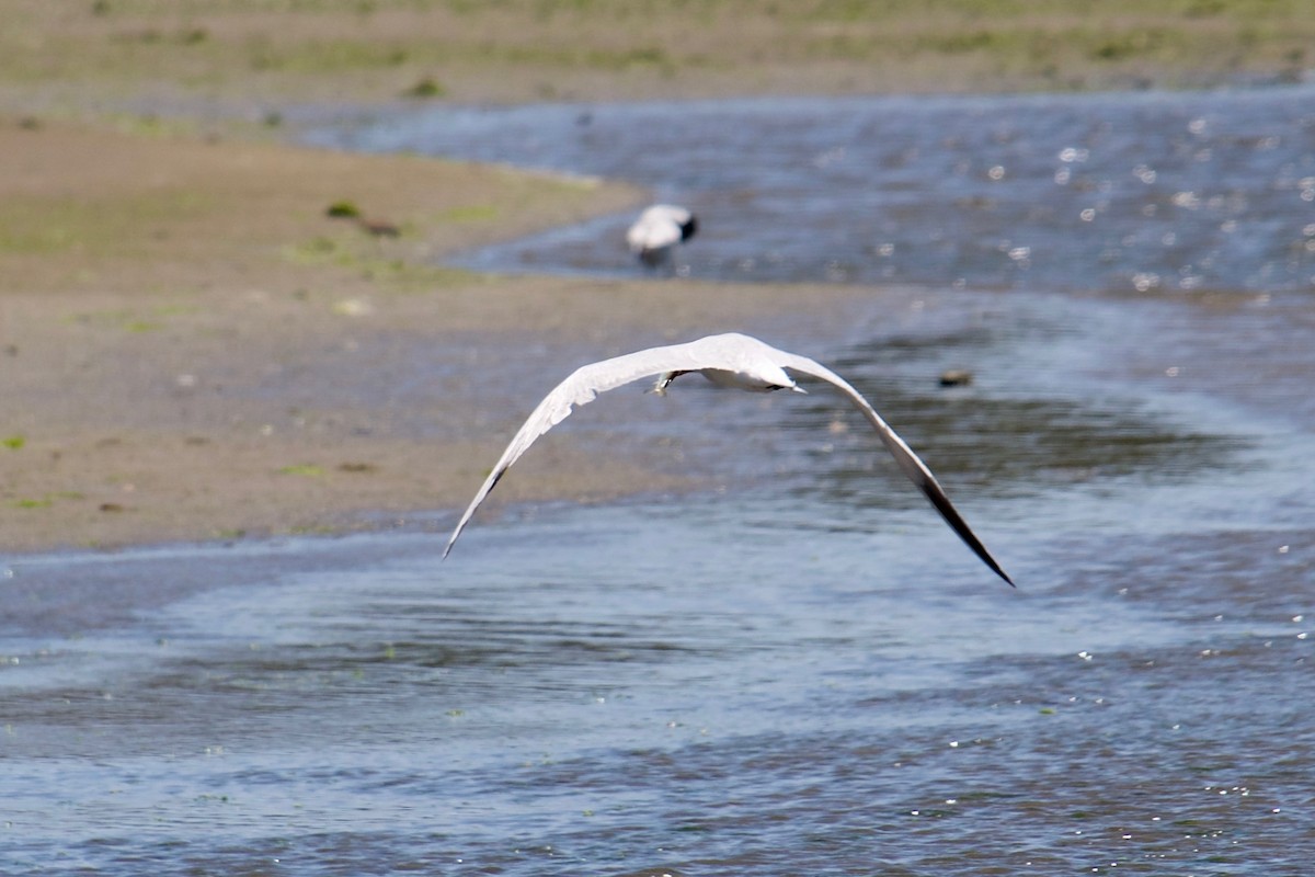 Caspian Tern - ML638741054