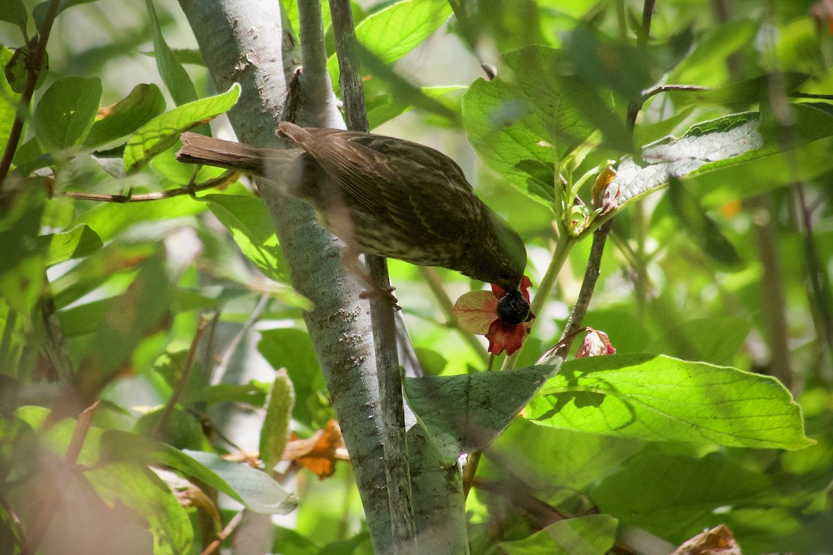 Purple Finch (Western) - ML638741064
