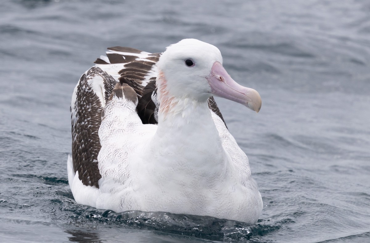 Antipodean Albatross (Gibson's) - ML638741080