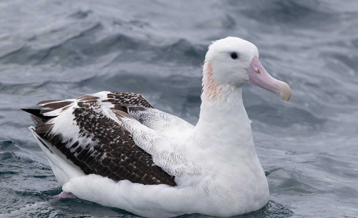 Antipodean Albatross (Gibson's) - ML638741082
