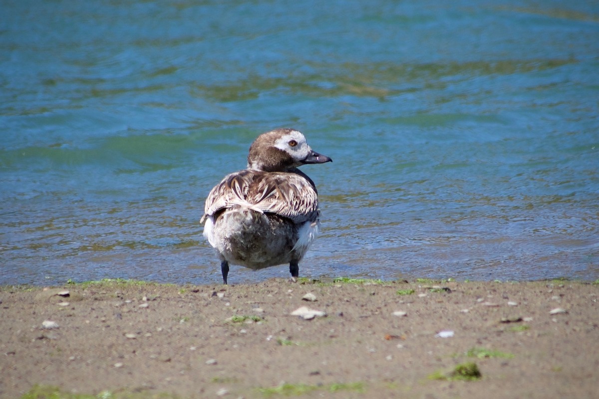 Long-tailed Duck - ML638741086