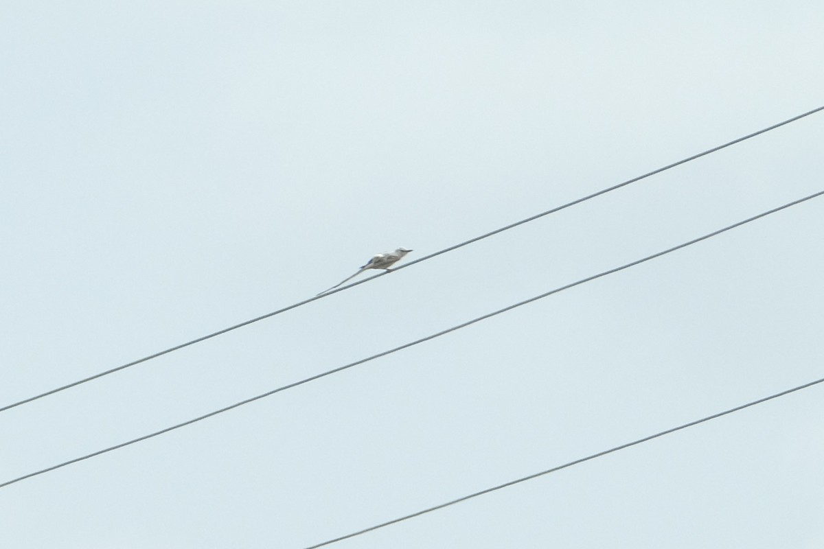 Scissor-tailed Flycatcher - ML638741087