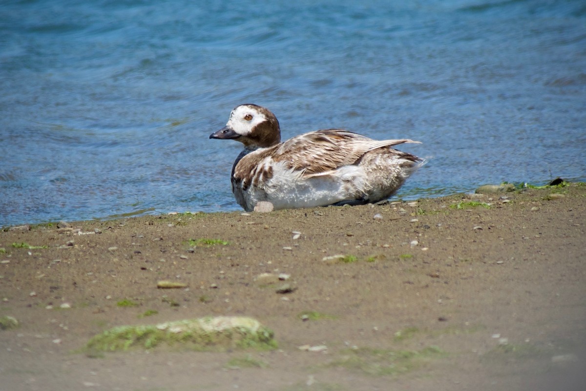 Long-tailed Duck - ML638741093