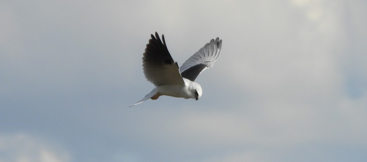 Black-shouldered Kite - ML638741105