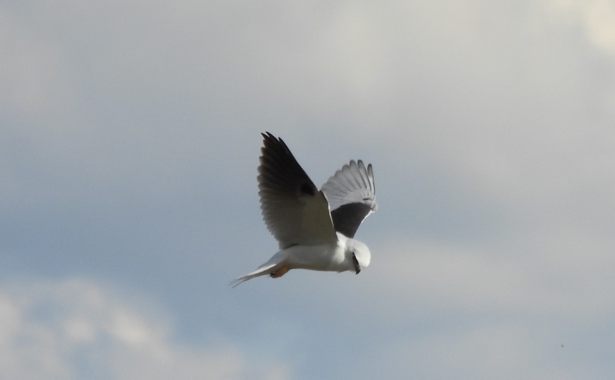 Black-shouldered Kite - ML638741107