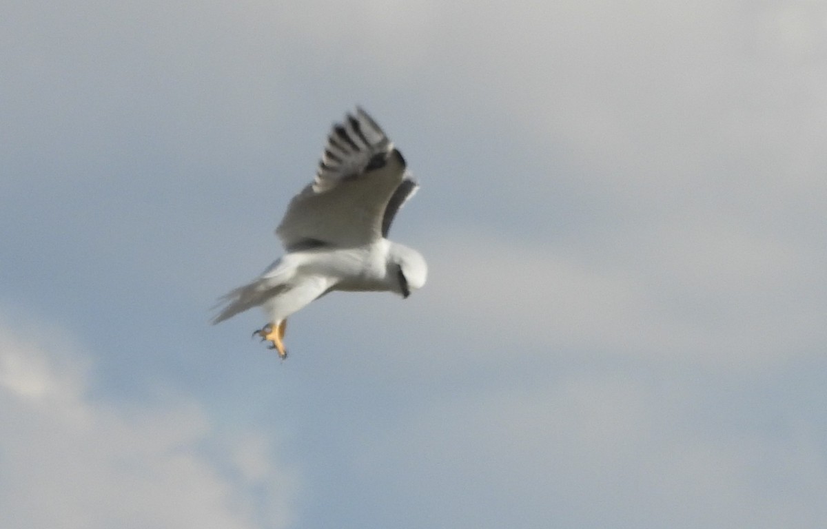 Black-shouldered Kite - ML638741108