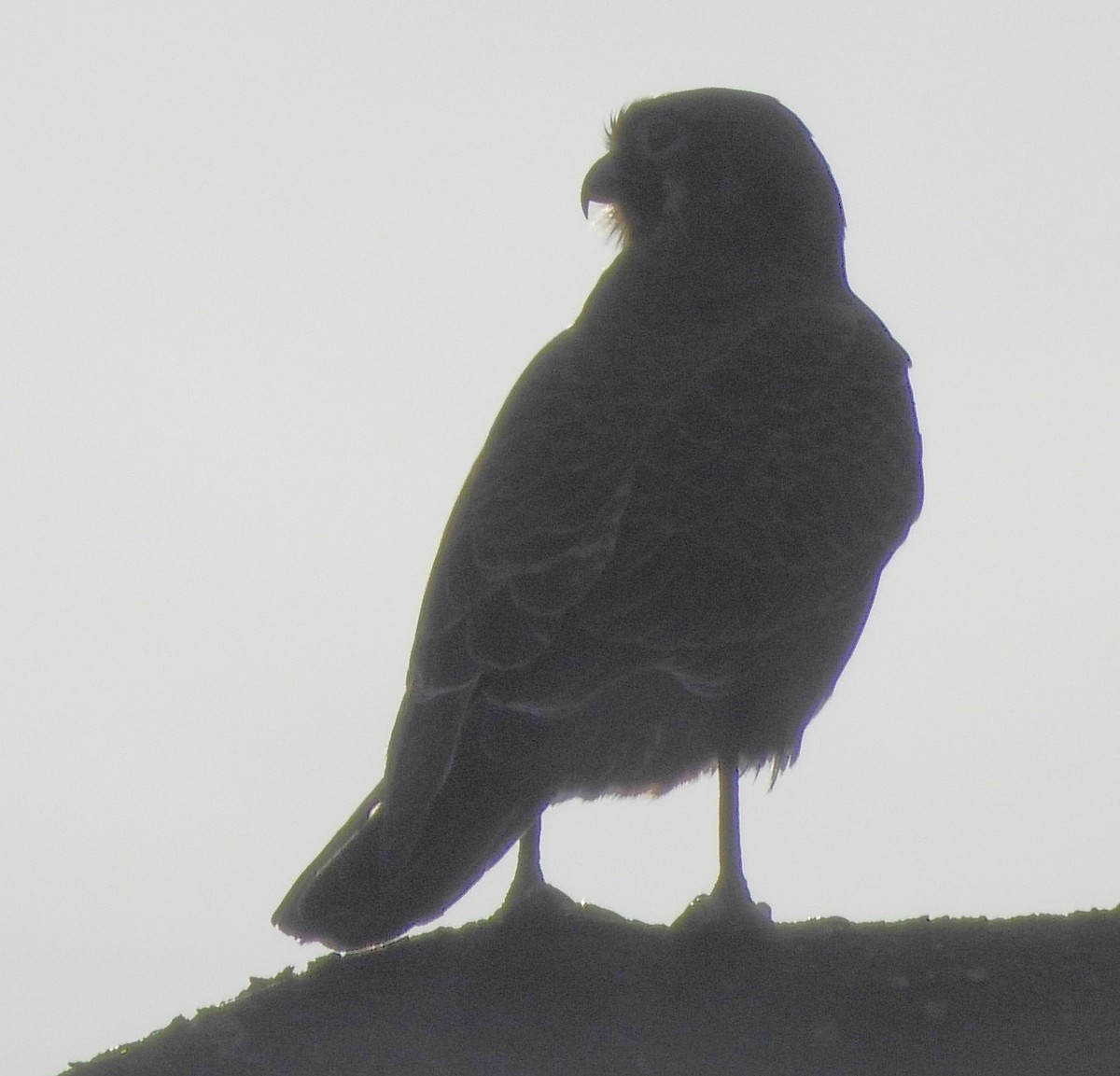 Brown Falcon - ML638741112