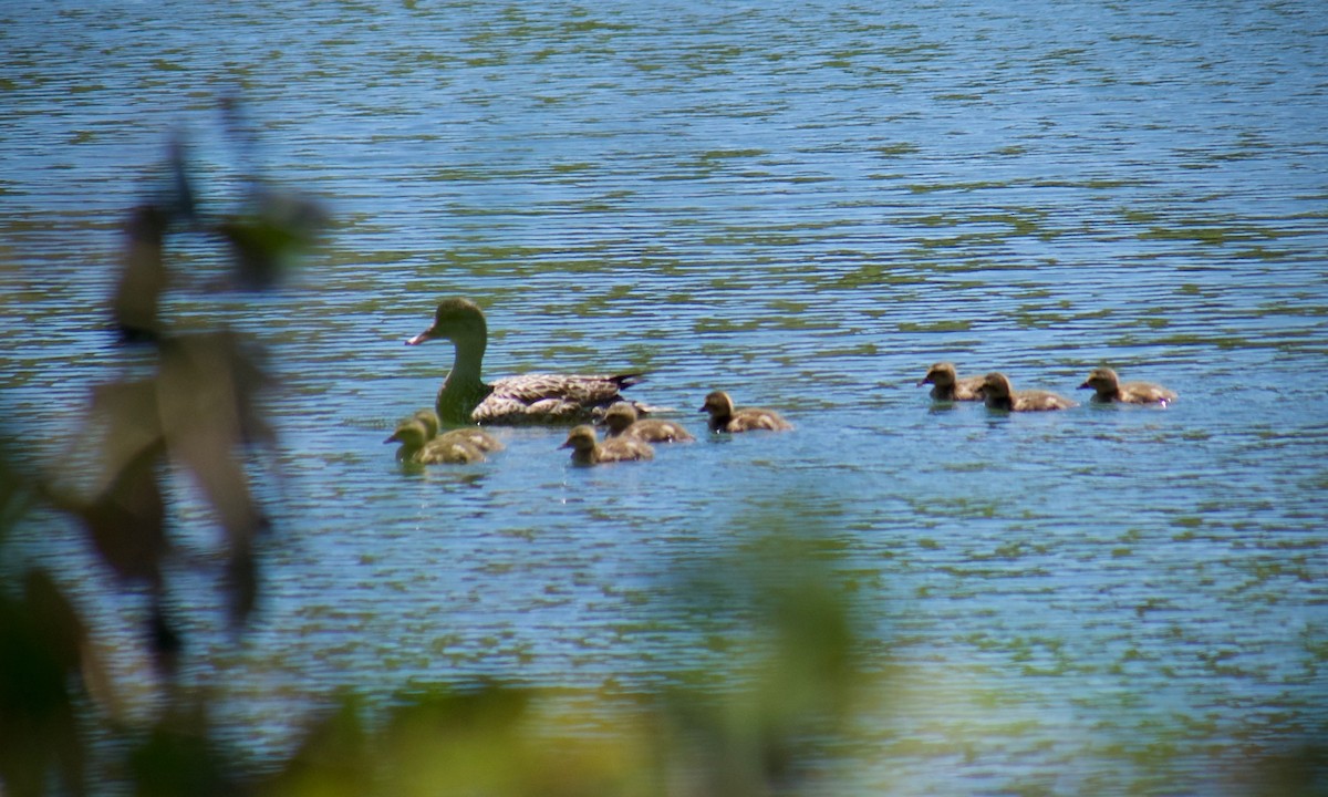 Mallard - ML638741118