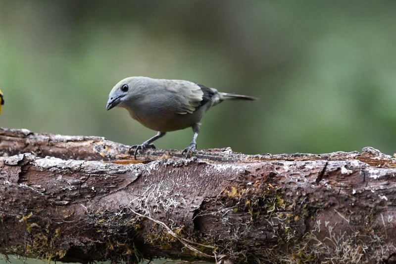 Palm Tanager - ML638741119