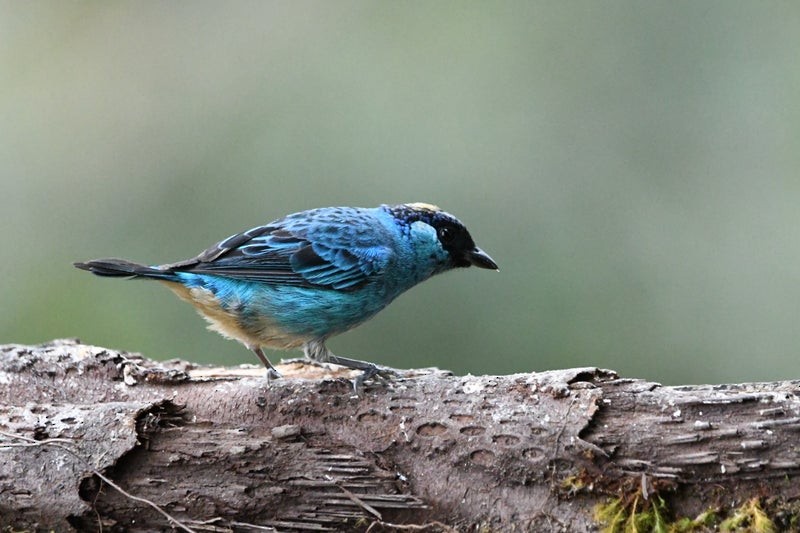 Golden-naped Tanager - ML638741120