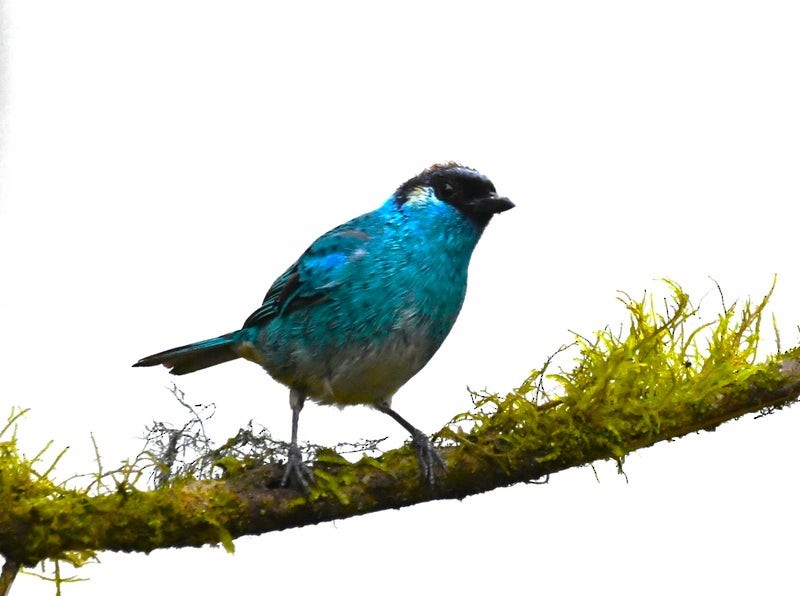 Golden-naped Tanager - ML638741123